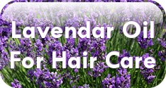 Learn about lavender essential oil for hair care