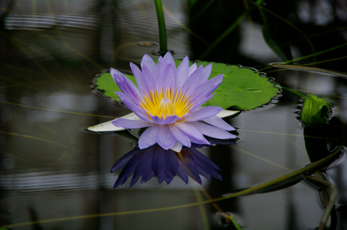Water Lily, nature is beautiful with essential oils