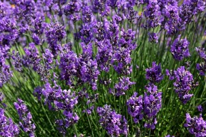 Lavender Essential Oil Hair Care - Best Essential Oil Tips