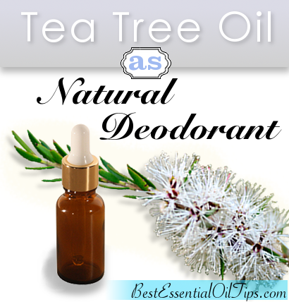 Tea Tree Oil as Natural Deodorant Article on Best Essential Oil Tips