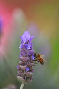 Lavender Essential Oil as a Hair Loss Treatment Lavender Essential Oil as a Hair Loss Treatment
